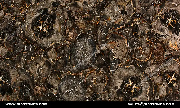 Black Petrified Wood Gemstone Slab