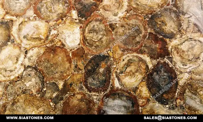 Brown Petrified Wood Gemstone Slab