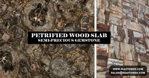 Petrified Wood Gemstone Slab Collection