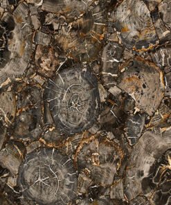 Black Petrified Wood Gemstone Tile Sample