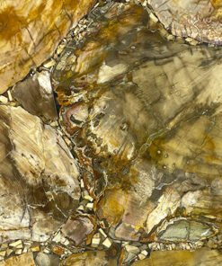 Brown Petrified Wood Gemstone Tile Sample